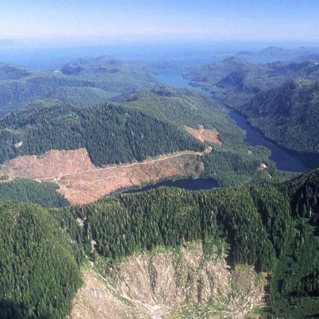 US reinstates road, logging restrictions on Alaska forest